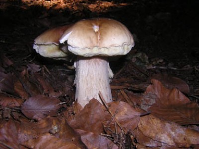 Boletus Aestivalis