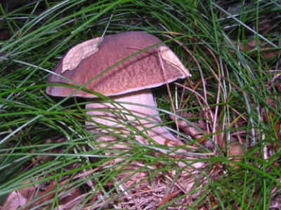 Boletus in erba