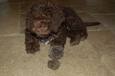 Dulcie as a puppy