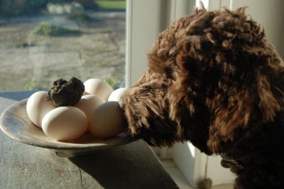 Scrambled eggs and truffle