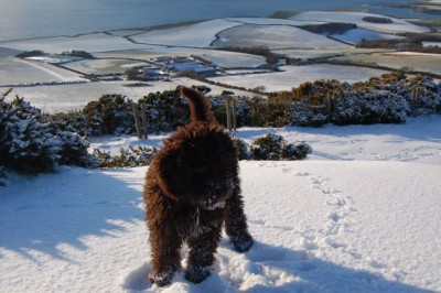 Dulcie in the snow