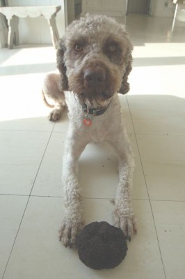 Big truffle, little paws