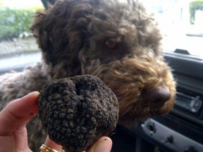 Fuzzy dog, big truffle