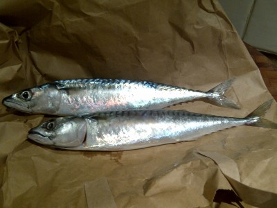 Mackerel