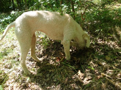 Dog hunting