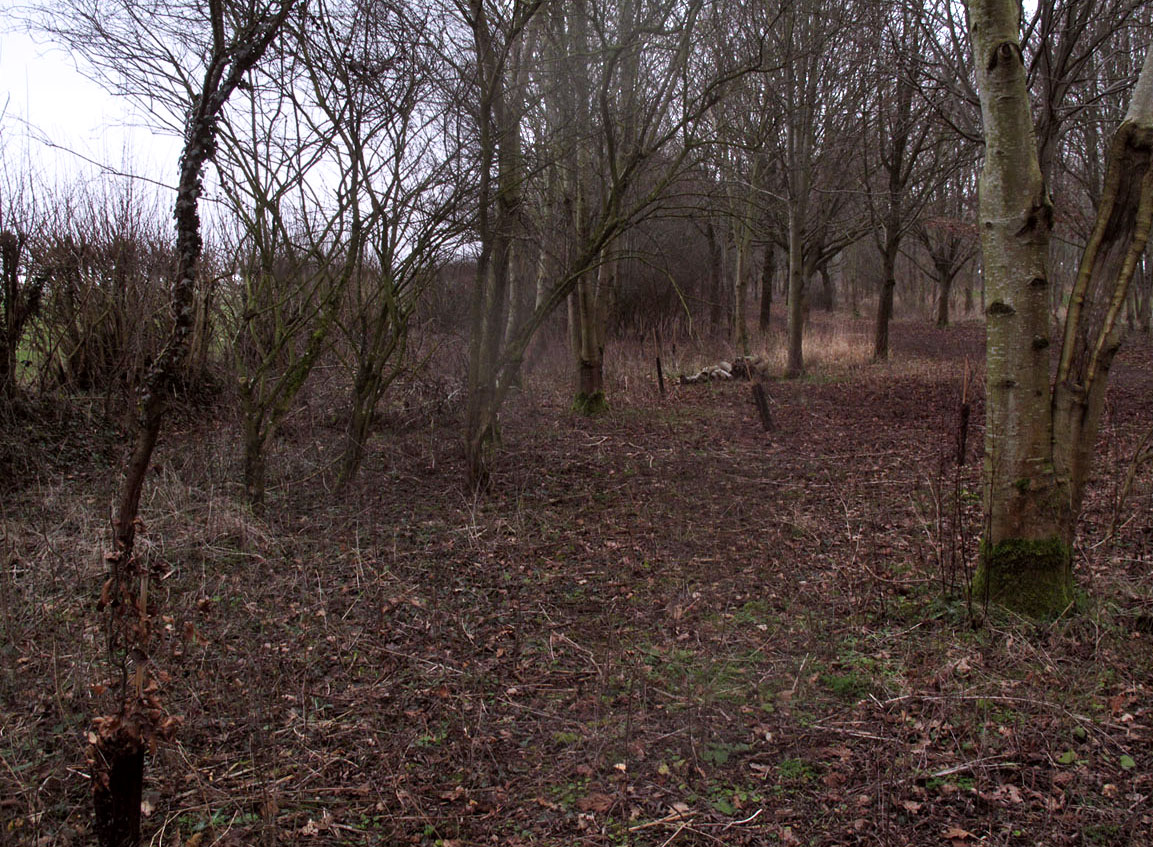Coppiced lime avenue