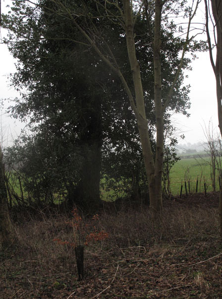 South-facing hedge
