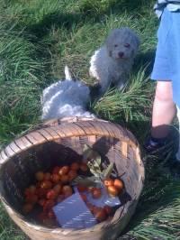 Basket and Dogs