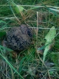 Small truffle, deep truffle, big tree