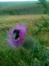 Thistle