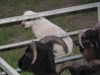 Brenda with sheep