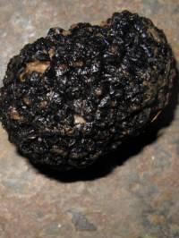 Whole Truffle